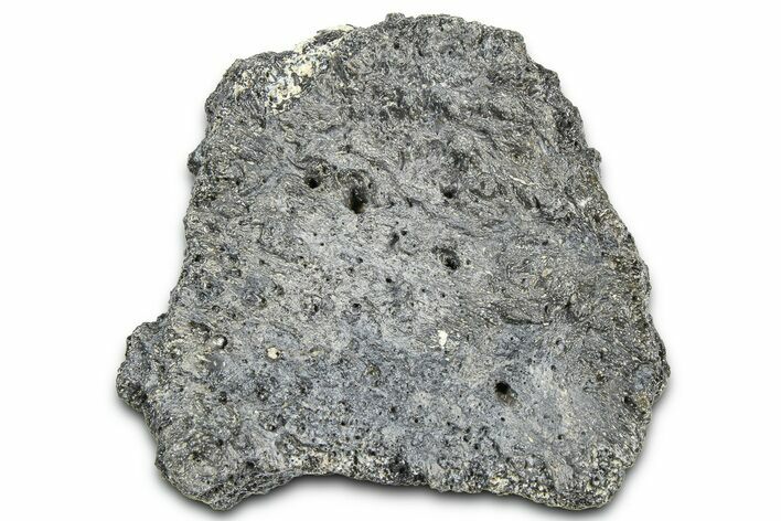 Fossil Glyptodont (Glyptotherium) Bony Armor Osteoderm - Florida #362334